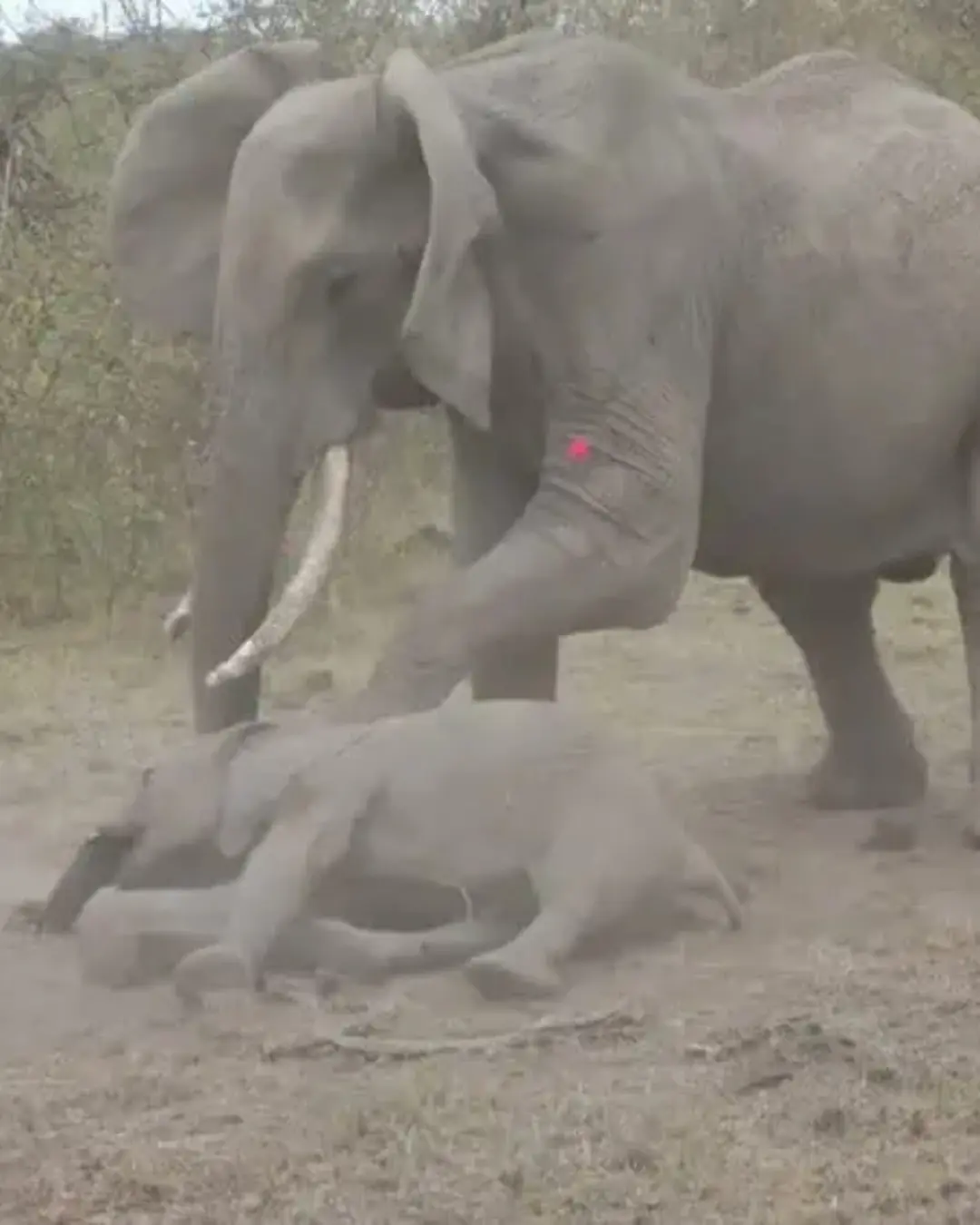 The Day a Mother Elephant Begged the World Not to Take Her Baby.