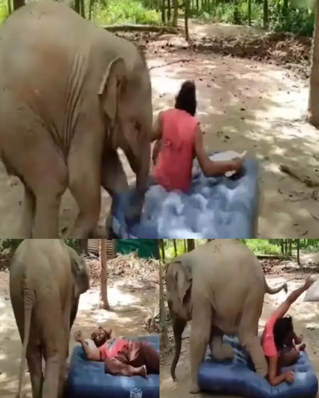 The Morning an Elephant Chose Love.