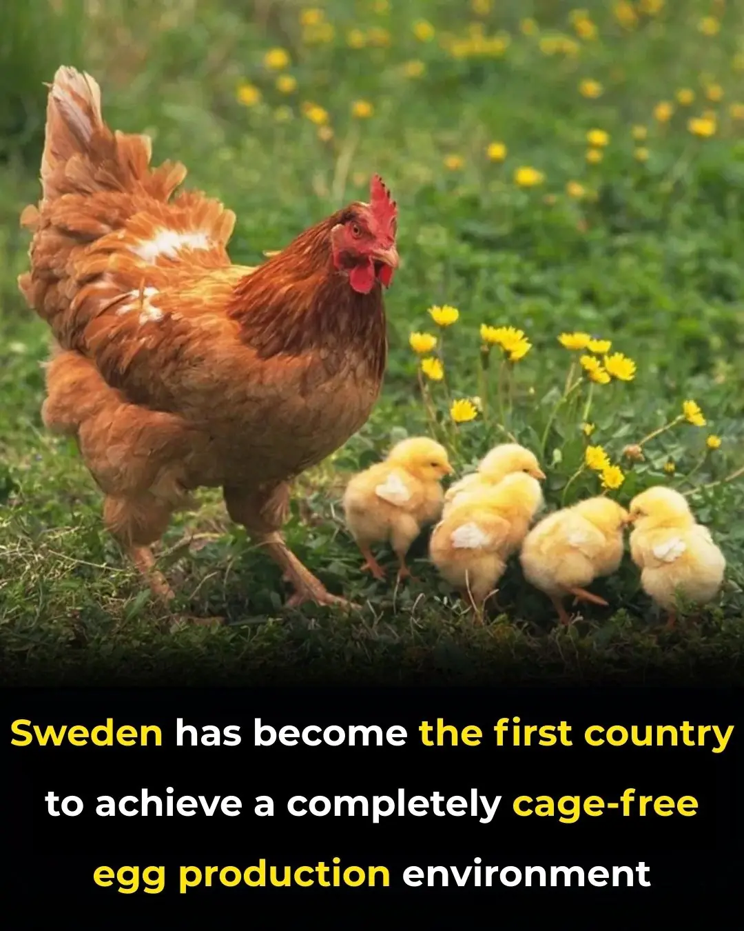 Sweden’s 100% Cage-Free Milestone Shows How Public Pressure Can Transform an Entire Industry
