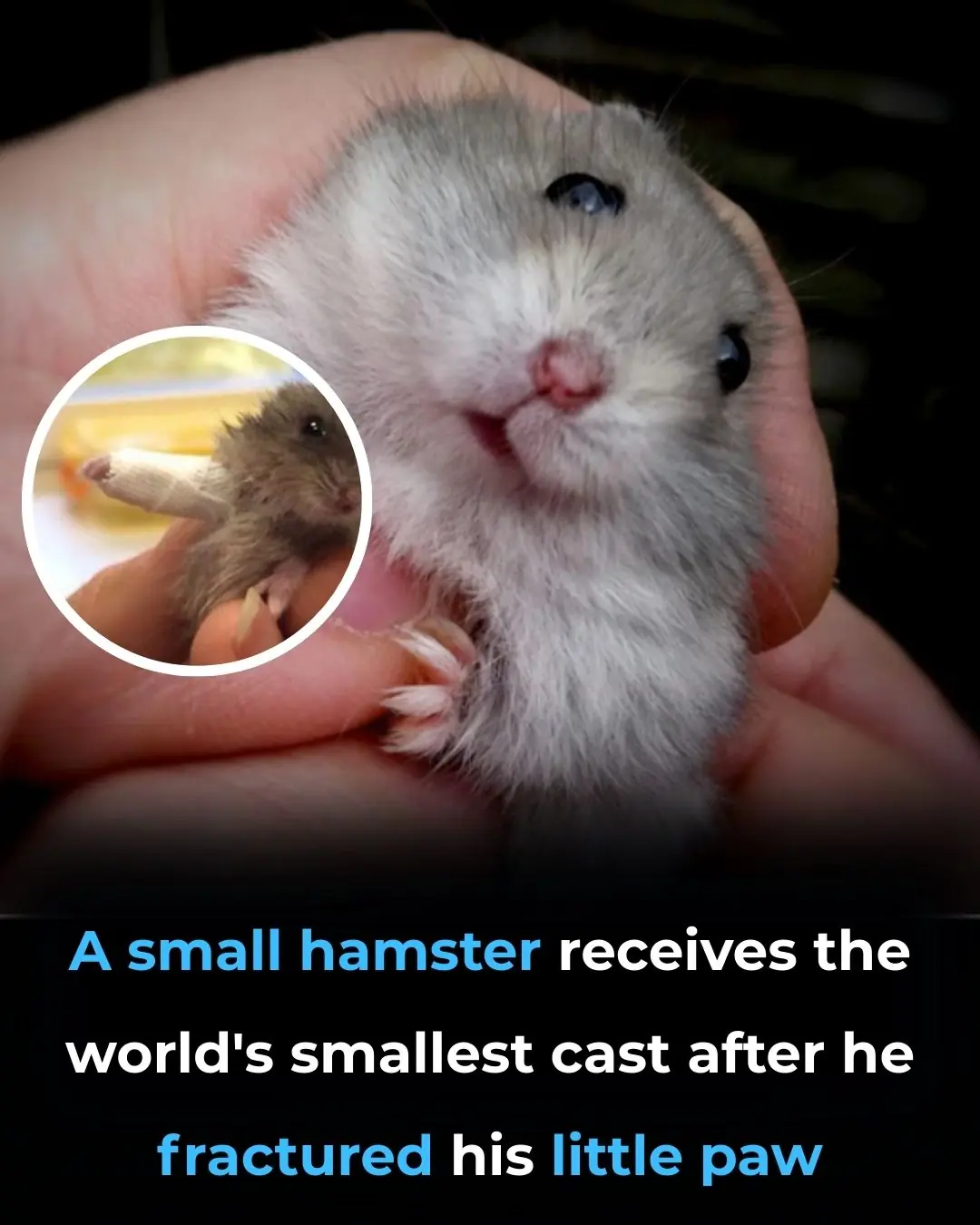 The Tiny Hamster With the World’s Smallest Cast Is Melting Hearts Worldwide