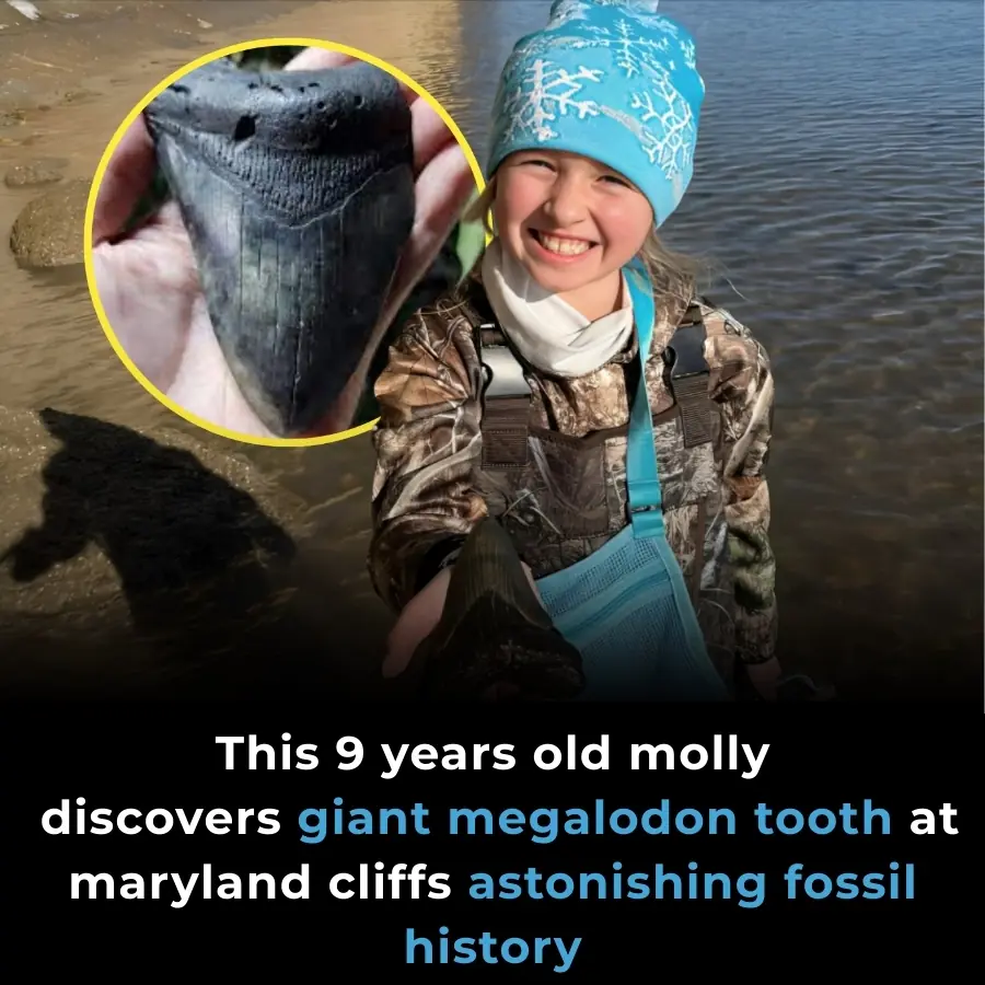 Young Fossil Hunter Unearths 15-Million-Year-Old Megalodon Tooth