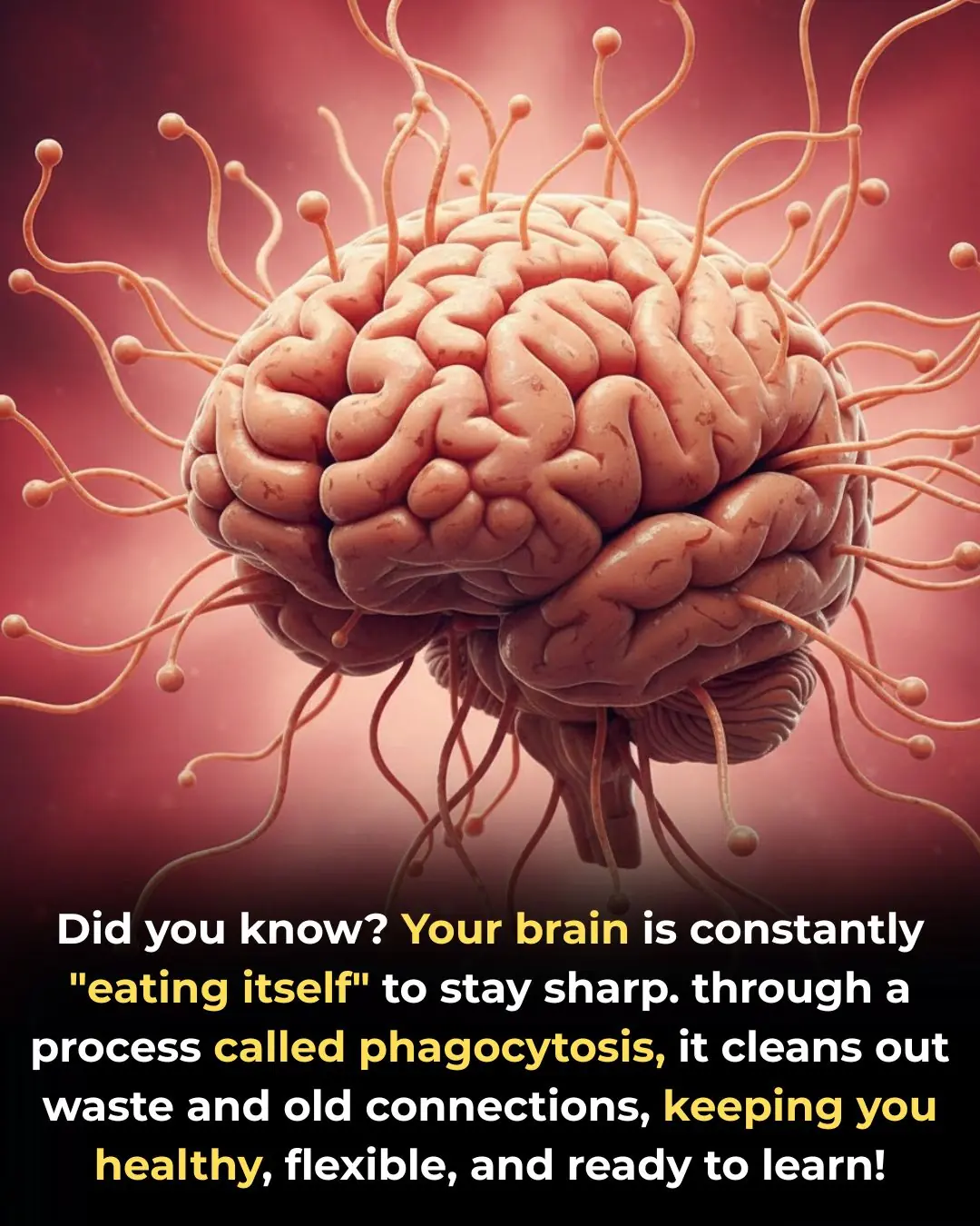 🧠 The Brain's Ultimate Self-Care: Phagocytosis and the Continuous Remodeling of the Mind
