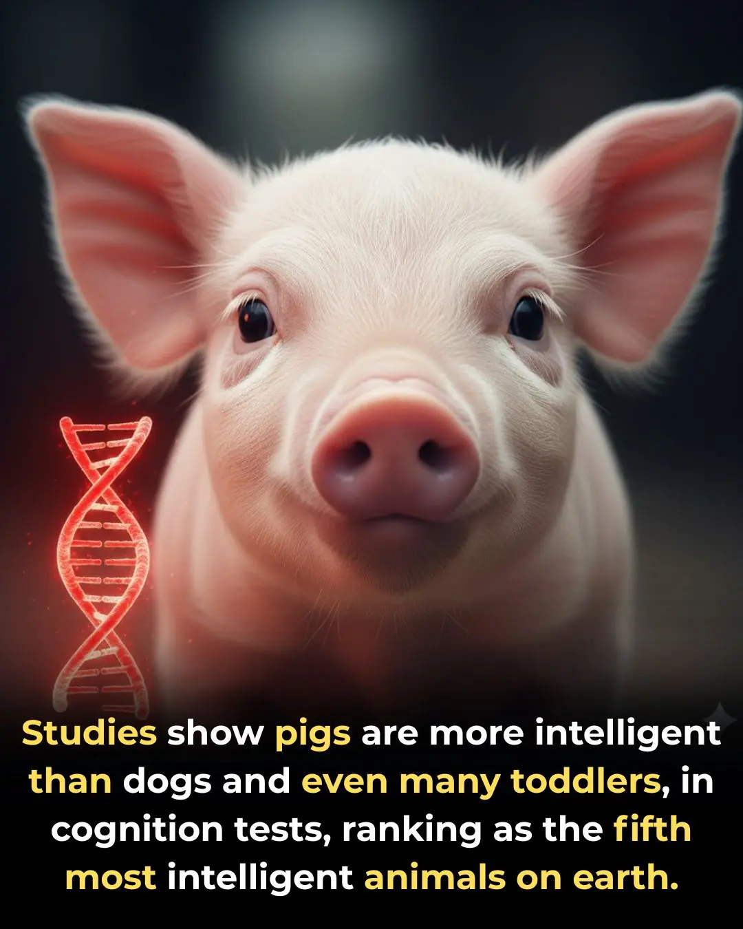 🐖 The Unexpected Genius: New Research Ranks Pigs Among the Top Five Most Intelligent Animals Globally