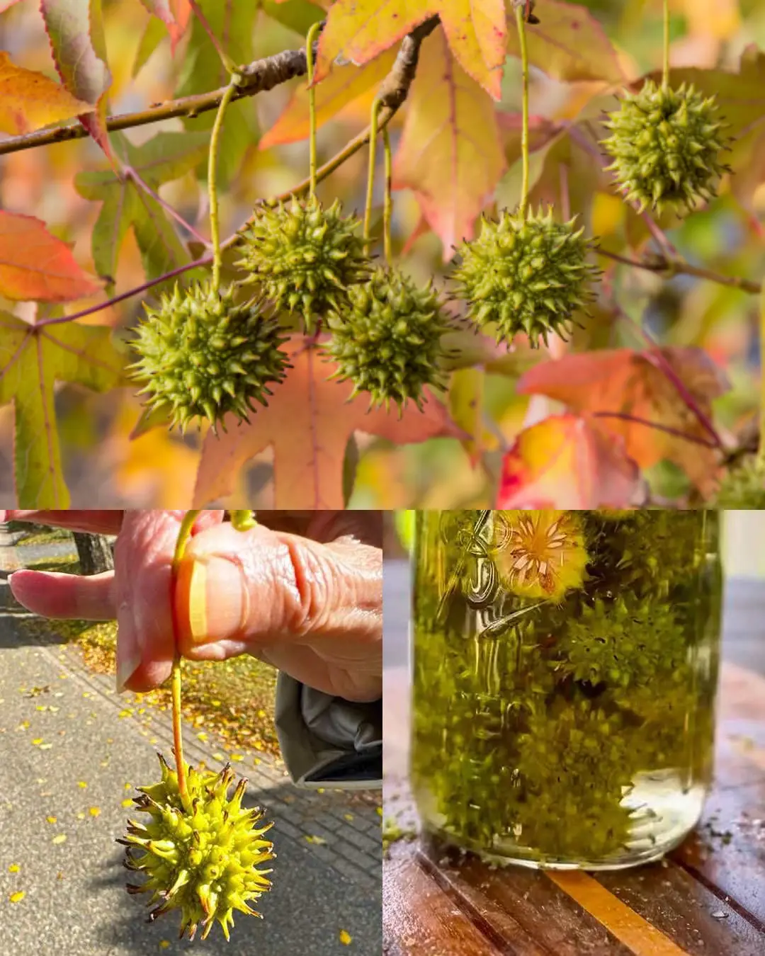 American Sweetgum (Liquidambar styraciflua): The Forgotten Healing Tree