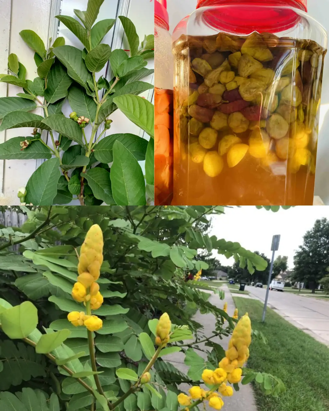 Senna Alata: The Healing Candle Bush with 30 Impressive Benefits and Easy Homemade Uses