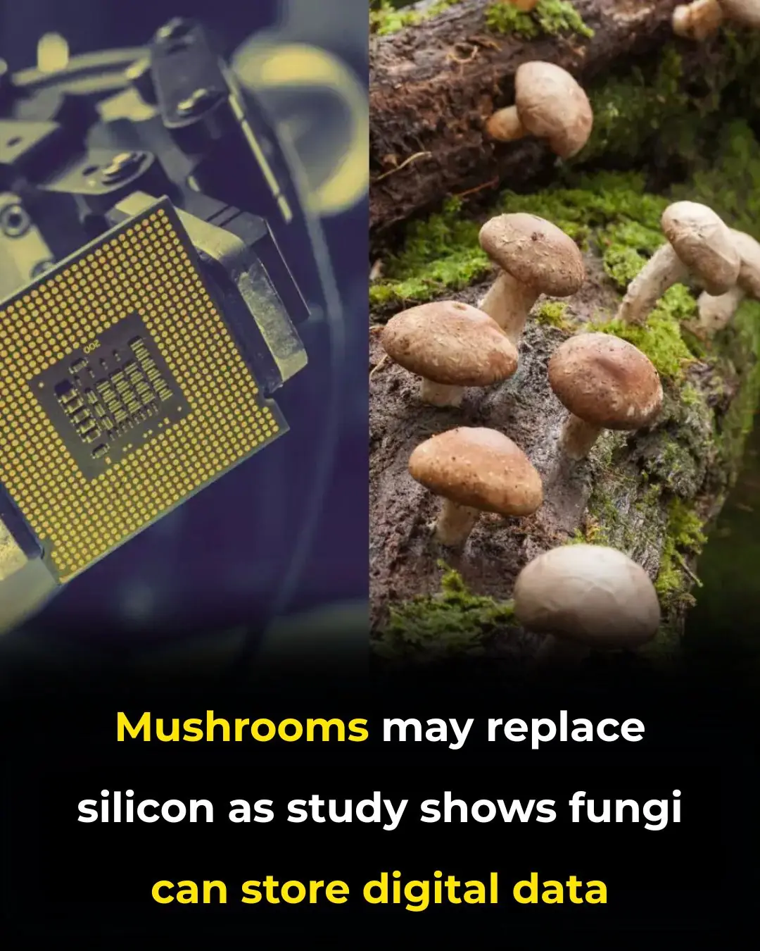 Fungi as the Future of Data Storage: How Mushrooms Could Revolutionize Digital Systems