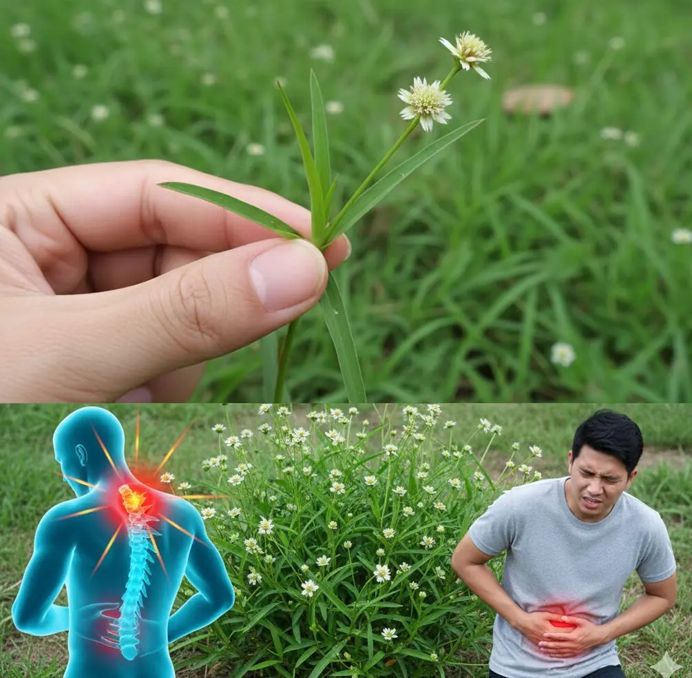 Nature’s Secret Healer: Discover the Astonishing Powers of Kyllinga Brevifolia for a Healthier You