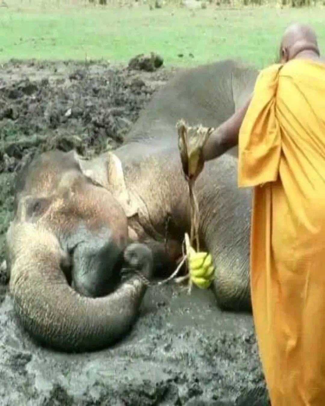 The Day a Village Refused to Let an Elephant Die Alone.