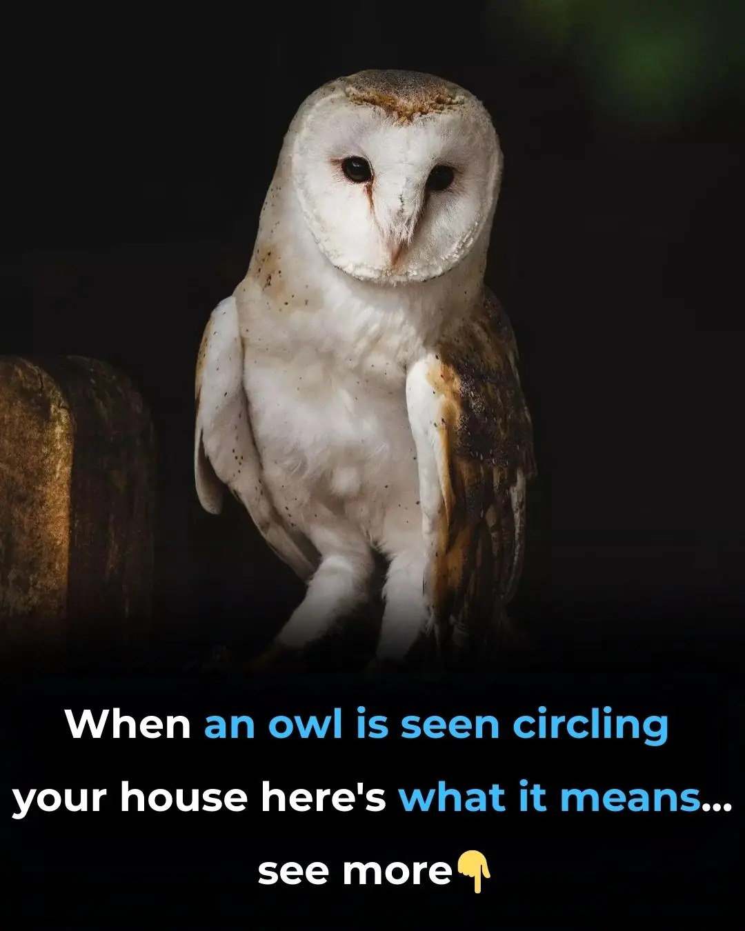 When an Owl Visits Your Home