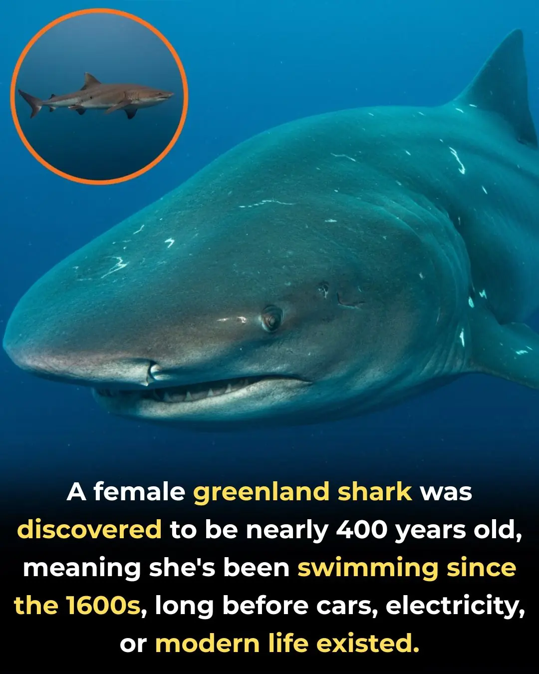 🦈 The Living Timeline: The 400-Year Life of the Greenland Shark, Earth’s Longest-Lived Vertebrate