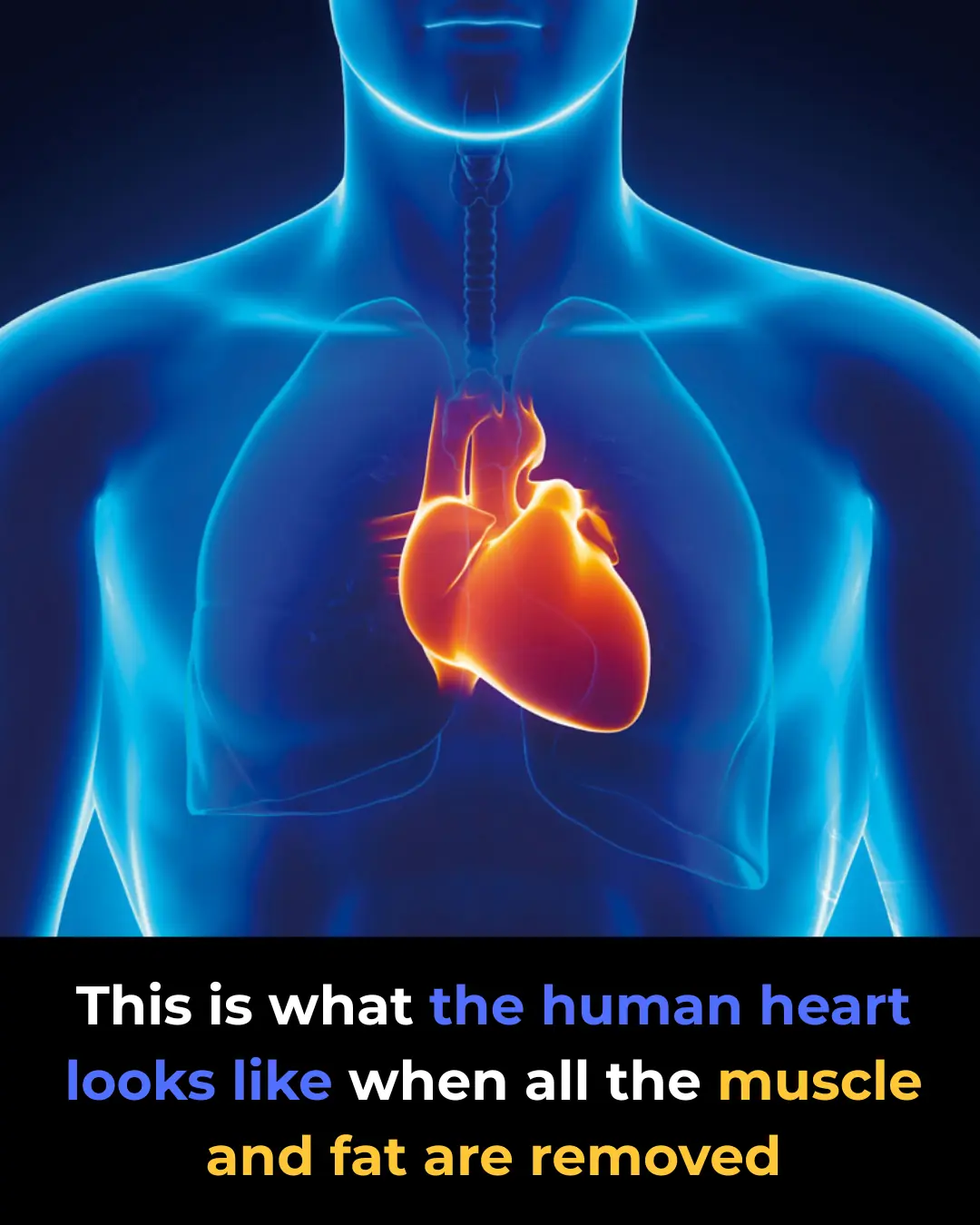 Revealing the Human Heart: A Stunning Look at Its Circulatory System Without Muscle or Fat