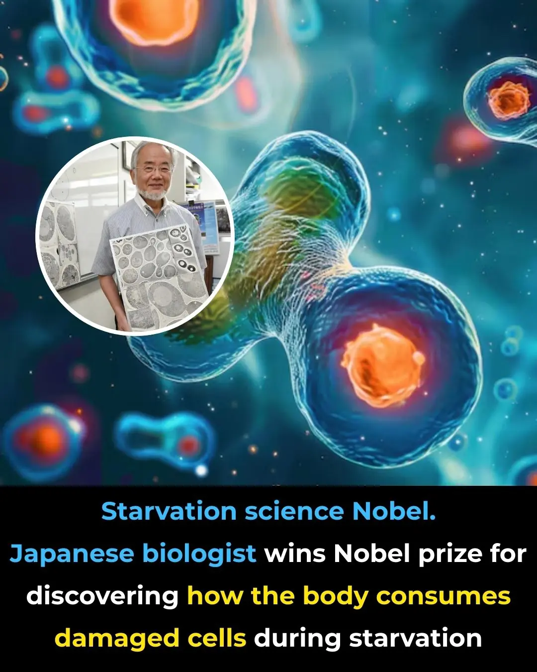 Japanese Biologist Wins Nobel Prize for Groundbreaking Discovery of Autophagy and Its Potential in Medicine