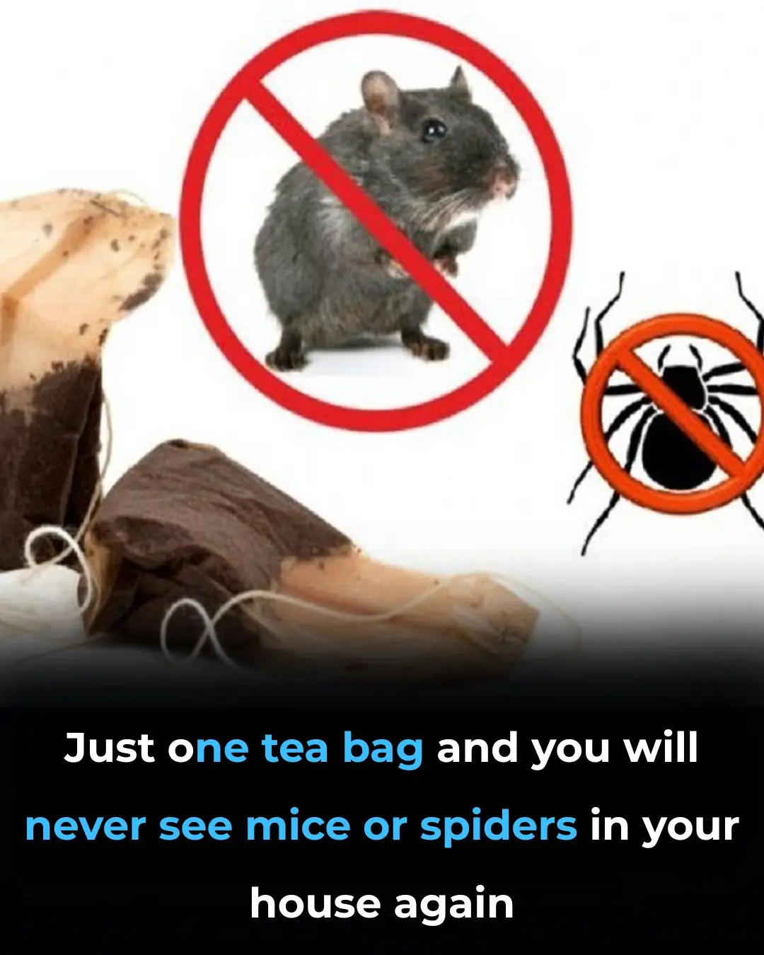 Can a Tea Bag Really Keep Mice and Spiders Away