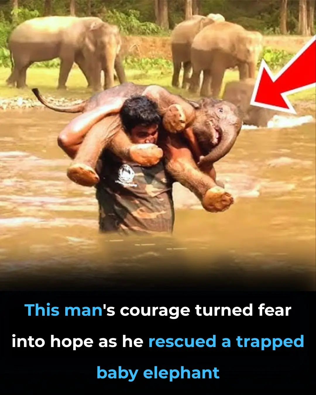 Bravery and Compassion: A Villager's Heroic Rescue of a Baby Elephant