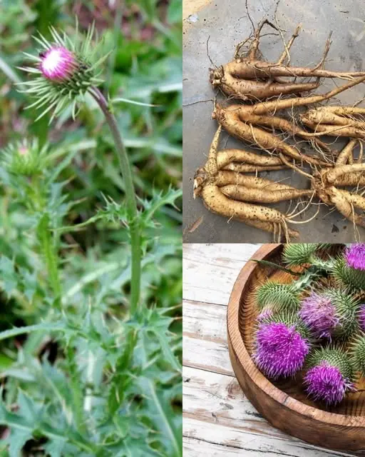 12 Benefits of Bull Thistle Root and How to Use It Naturally