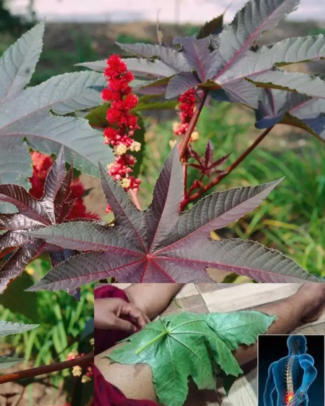 The Power of Castor Leaves: Nature’s Hidden Gift