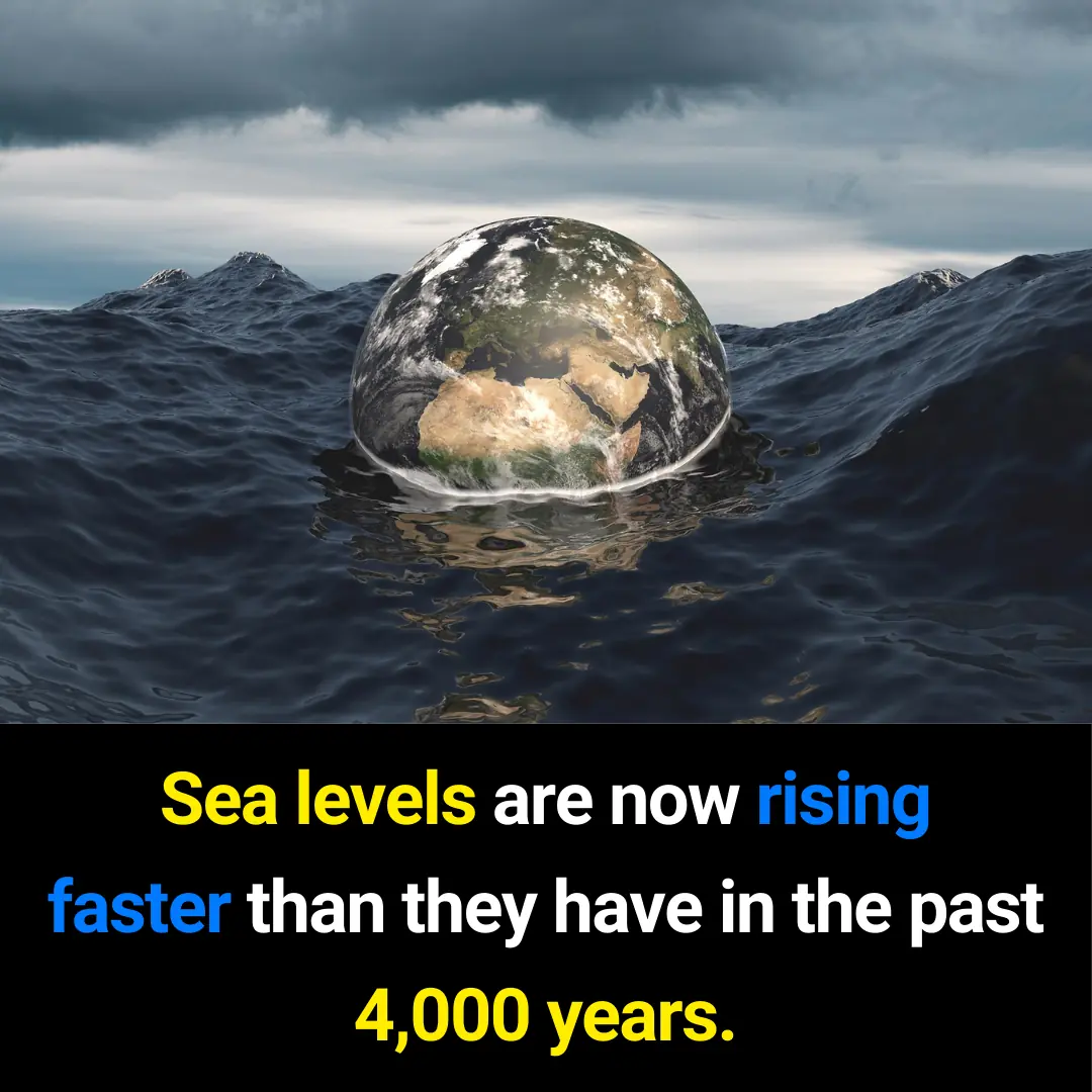 Sea Levels Are Rising Faster Than at Any Time in the Past 4,000 Years – A Global Warning