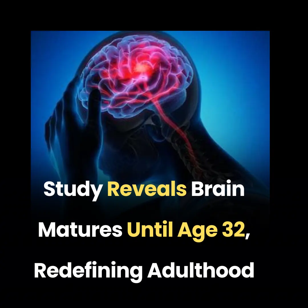 Study Reveals Brain Matures Until Age 32, Redefining Adulthood