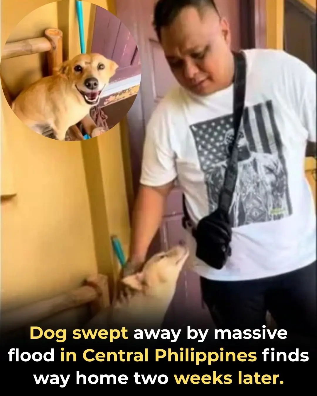 Dog Swept Away by Typhoon Miraculously Returns Home After Two Weeks