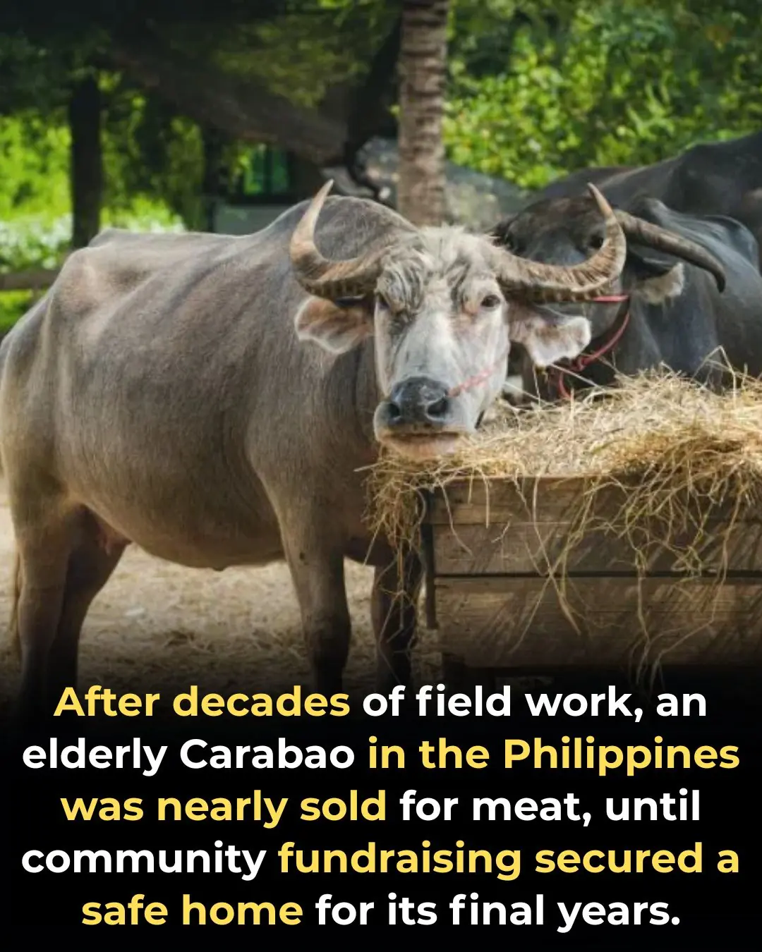 32-Year-Old Carabao Rescued from Slaughter Thanks to Community Fundraising in the Philippines