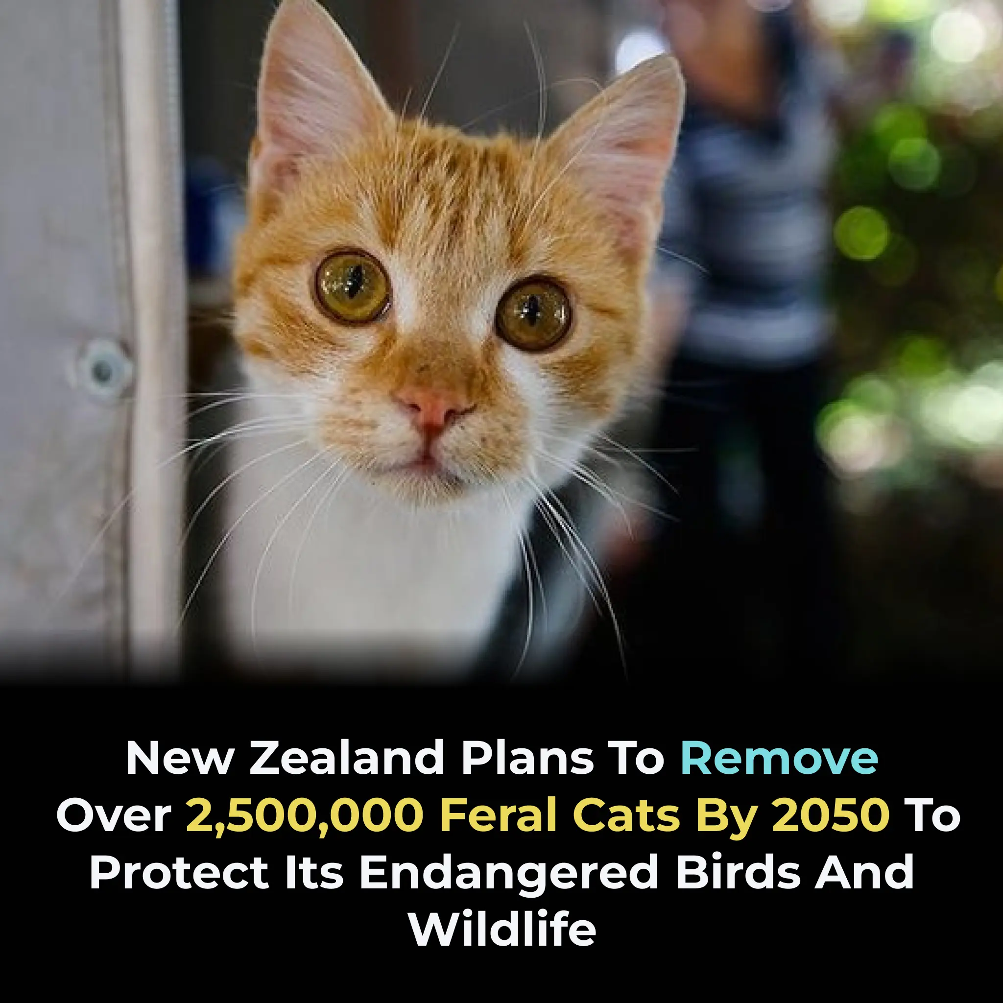 New Zealand Adds Feral Cats to Predator Free 2050 Target in Major Biodiversity Push