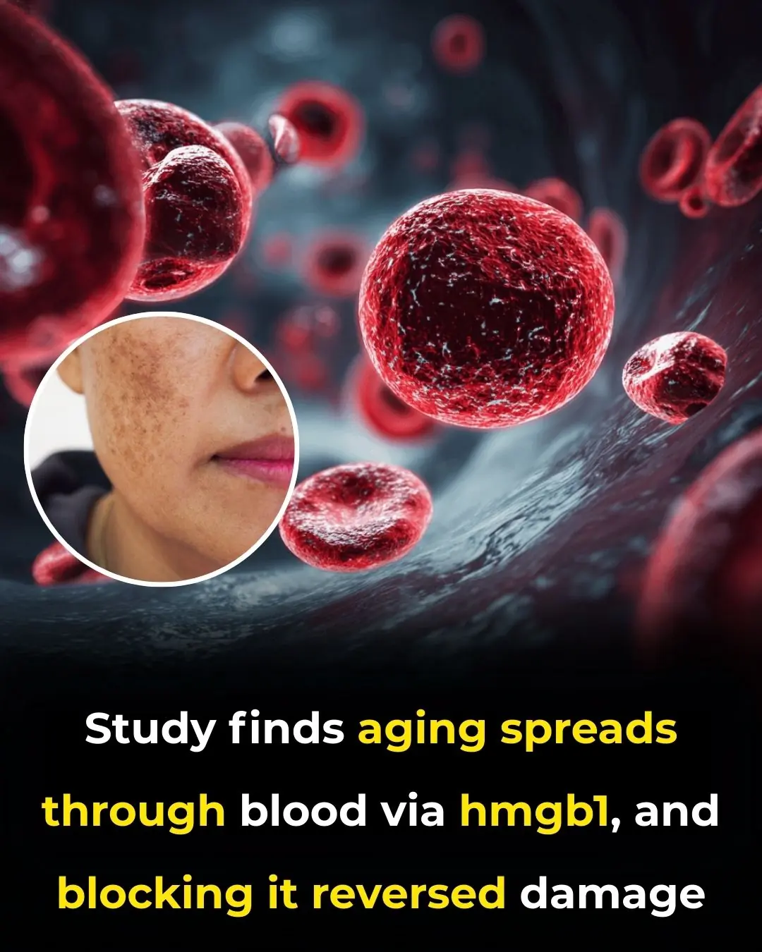 How a Blood Protein May Be the Key to Slowing Aging