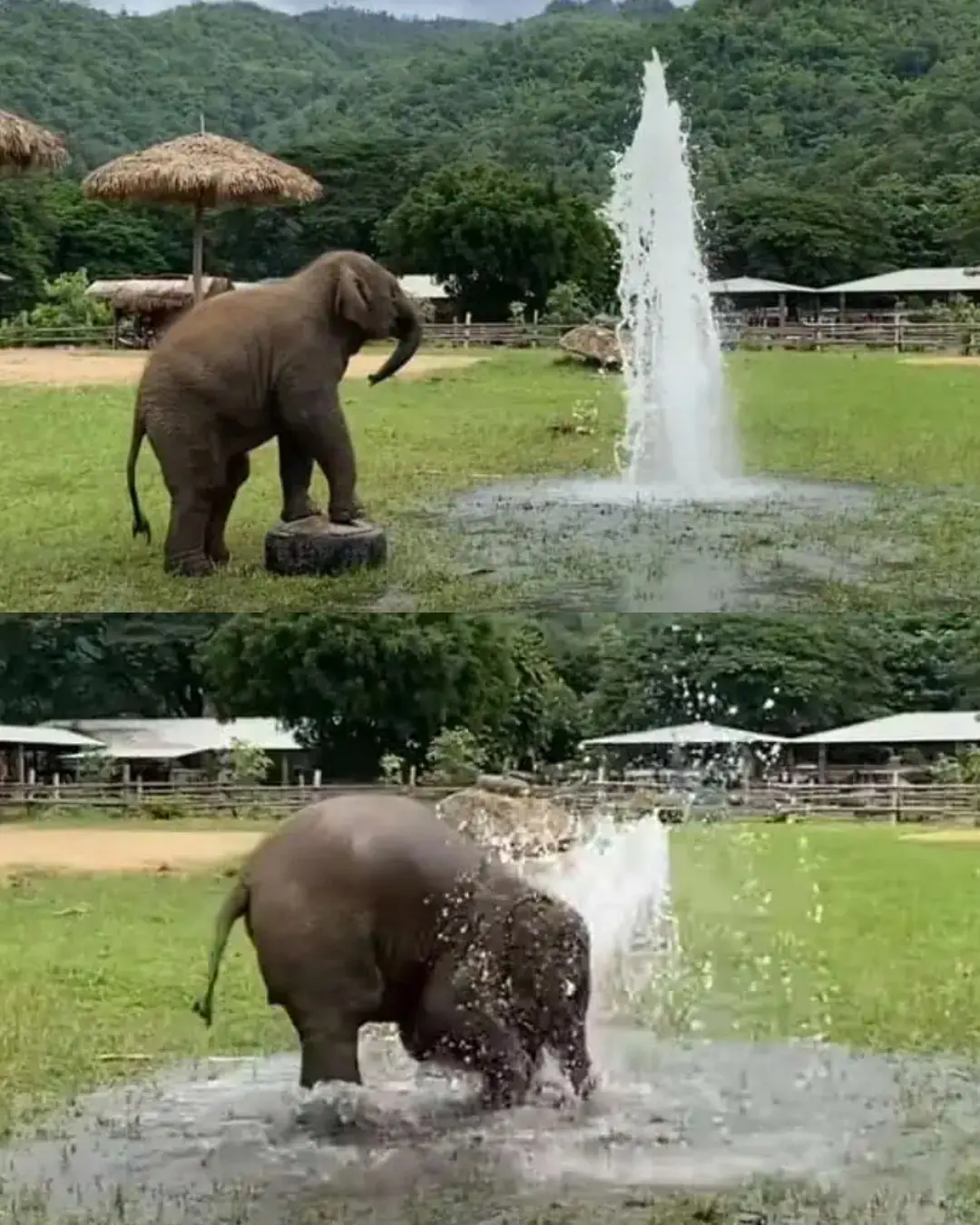The Little Elephant Who Found a Fountain of Joy.