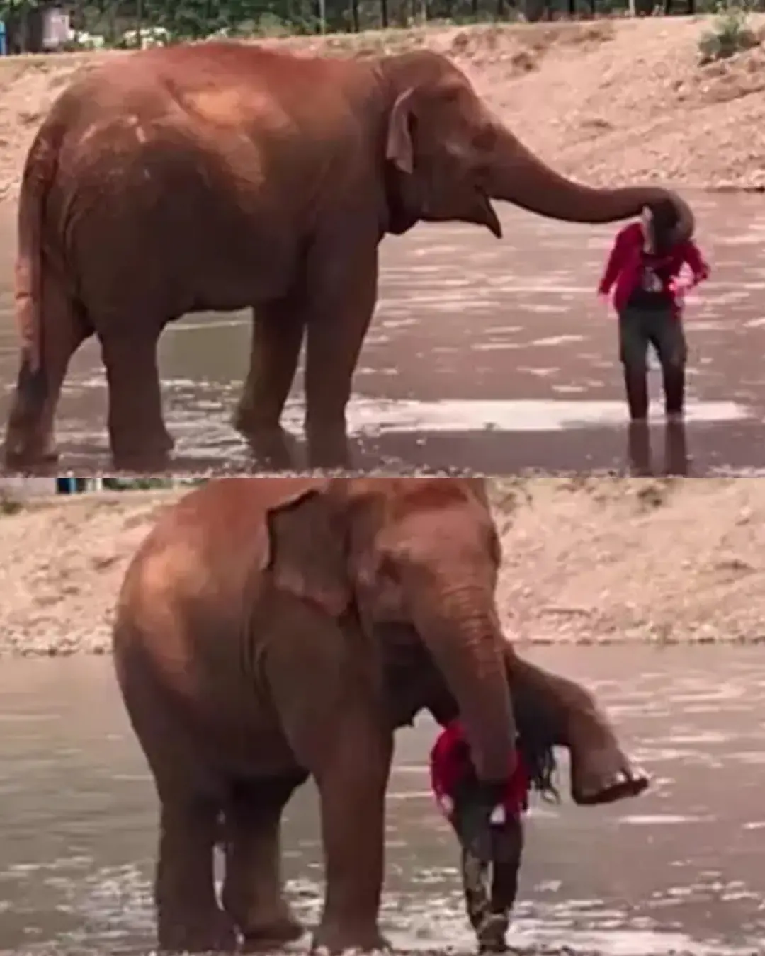 The Elephant Who Loved Too Much.