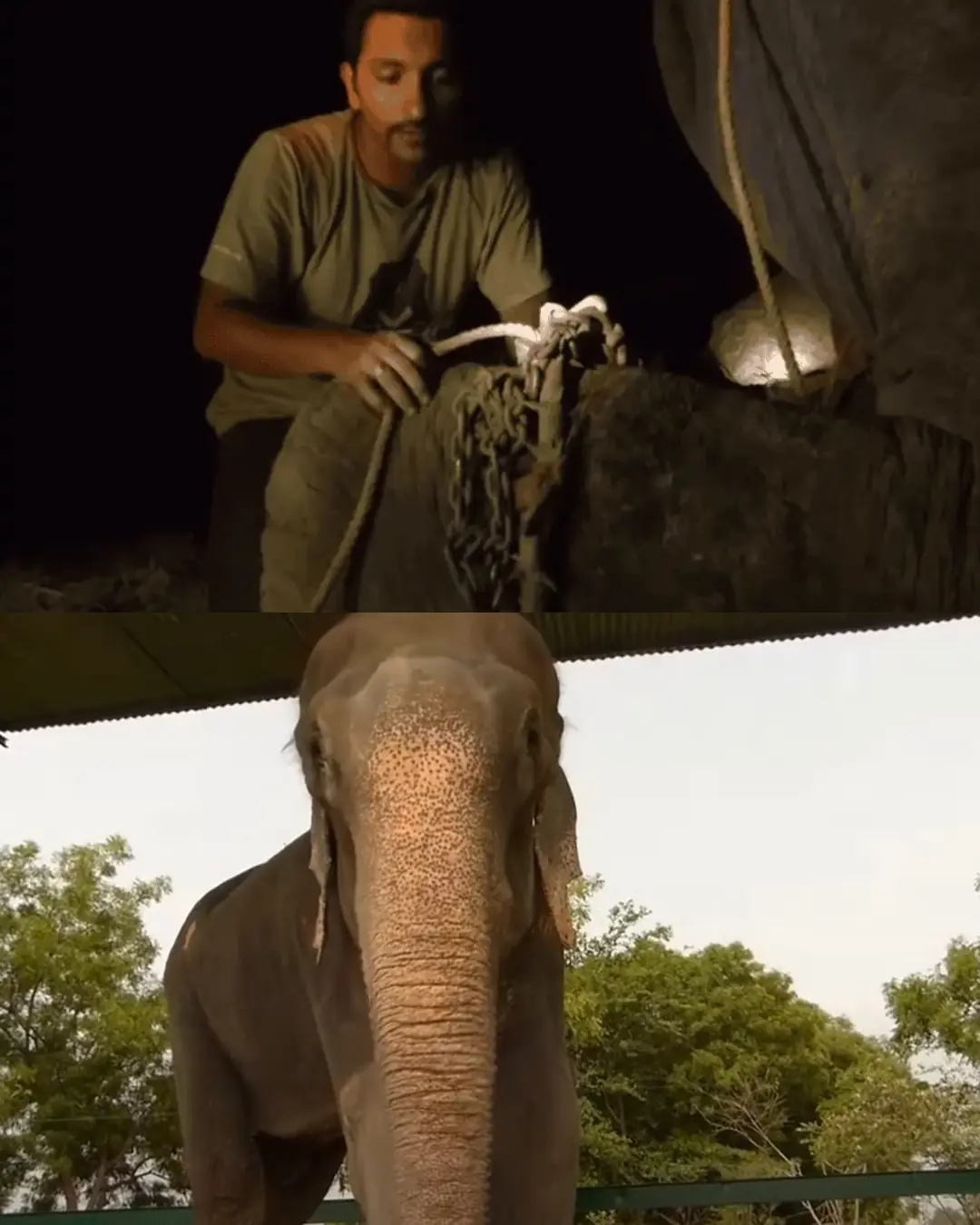 Raju’s Tears: The Elephant Who Waited 50 Years for Freedom.