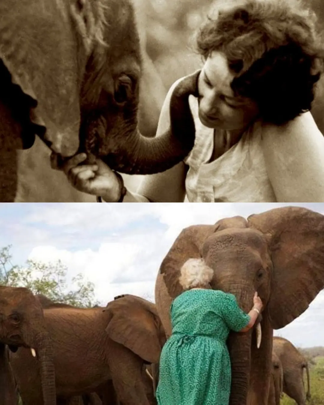 The Woman Who Became a Mother to Elephants.