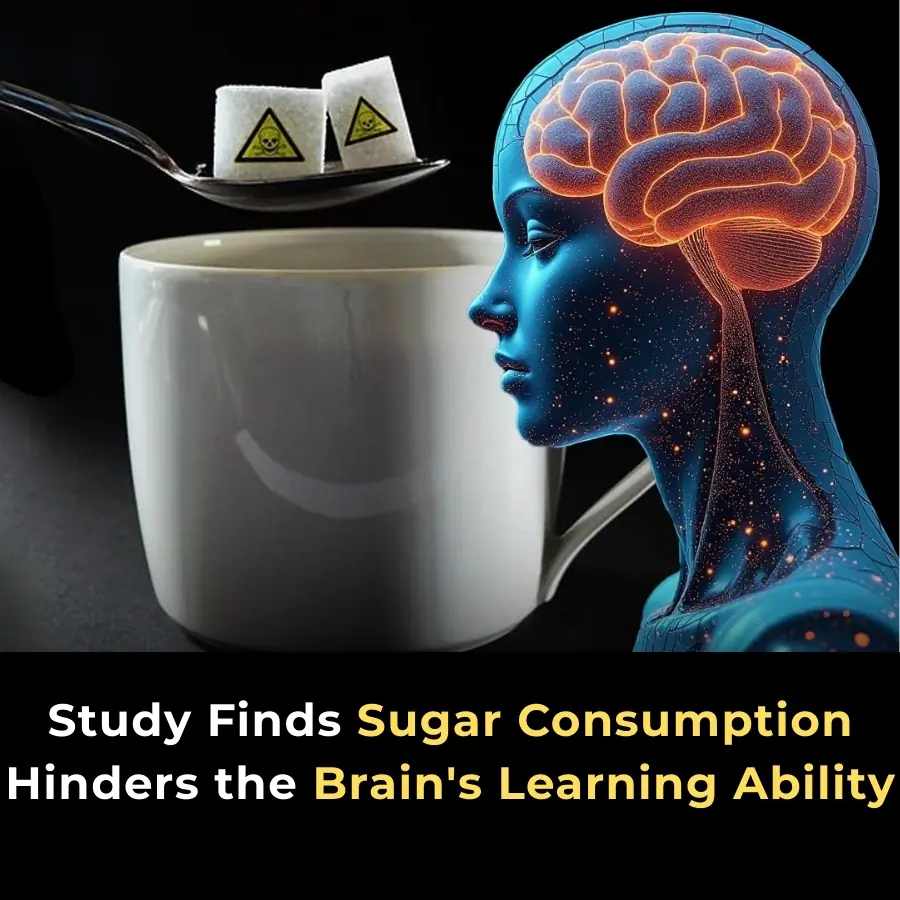 High-Sugar Diets Linked to Memory Impairment and Reduced Brain Function