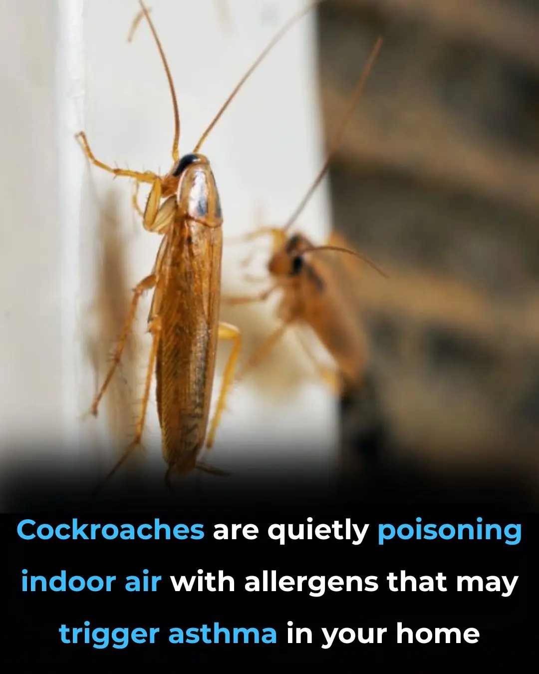 Study Links Cockroach Infestations to Poor Indoor Air Quality and Health Risks