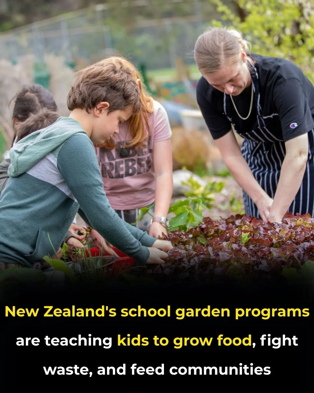 Growing Kindness and Sustainability: New Zealand’s School Programs Teach Kids to Plant, Harvest, and Share