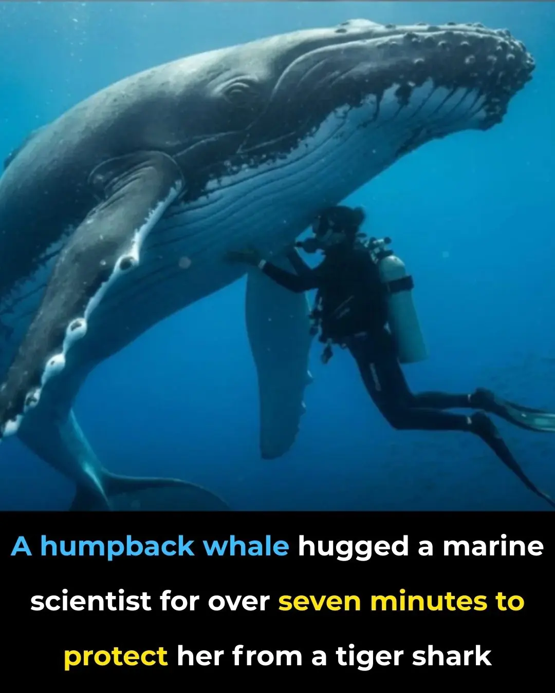 A True Story of Unexpected Ocean Heroism