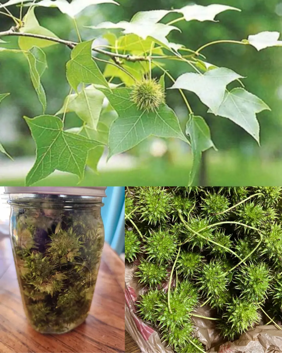 American Sweetgum (Liquidambar styraciflua): Health Benefits and Easy Ways to Use It at Home