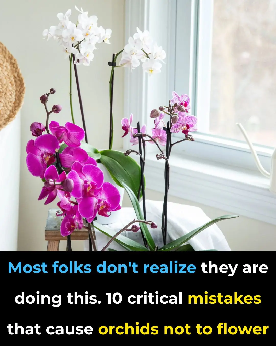 10 Critical Mistakes That Prevent Orchids From Blooming — Most People Don’t Realize They’re Doing These