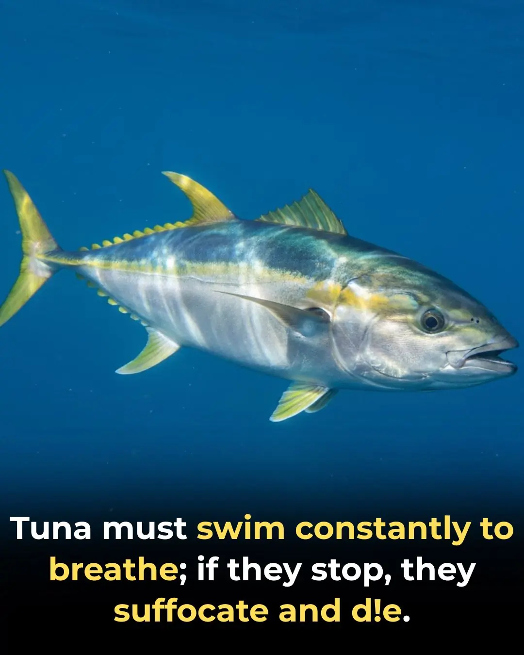 Masters of Motion: The Remarkable Endurance and Power of Tuna