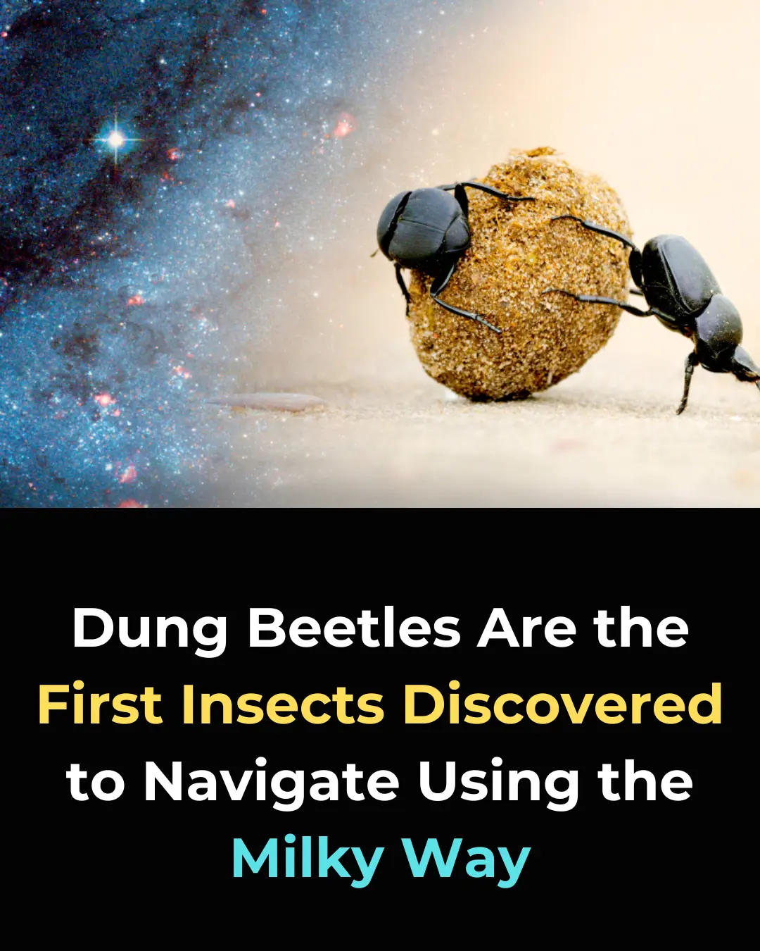 How Dung Beetles Navigate by the Milky Way: A Breakthrough in Insect Celestial Orientation