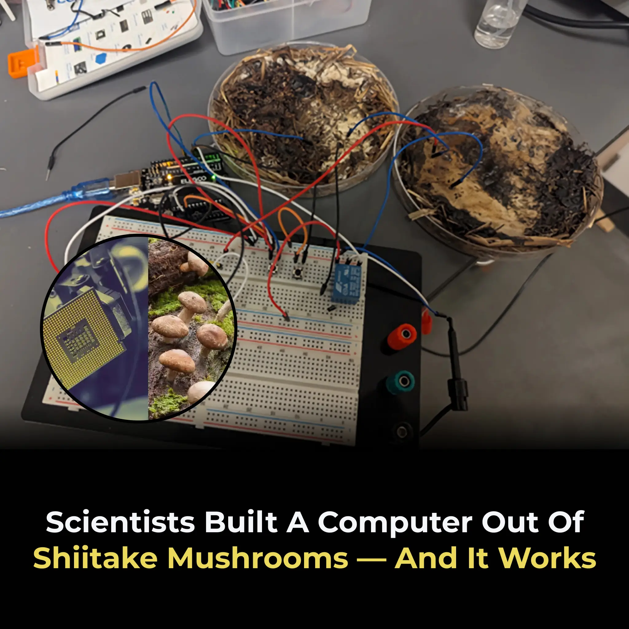 Scientists Built A Computer Out Of Shiitake Mushrooms — and It Works