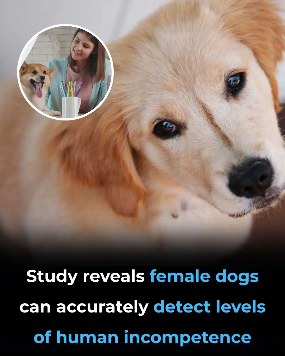 Female Dogs Can Accurately Detect Levels of Human Incompetence