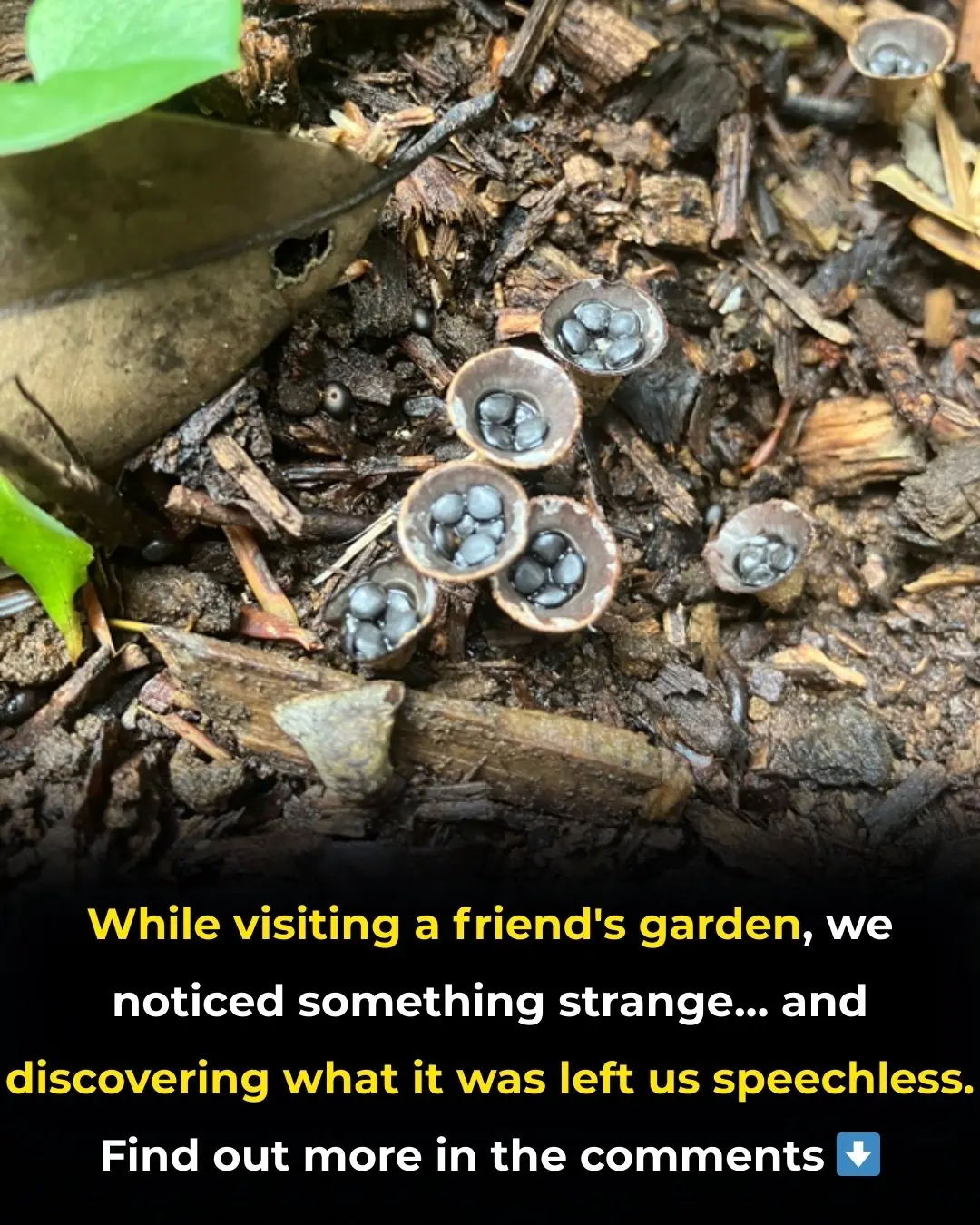 We Found Something Unexpected in the Garden