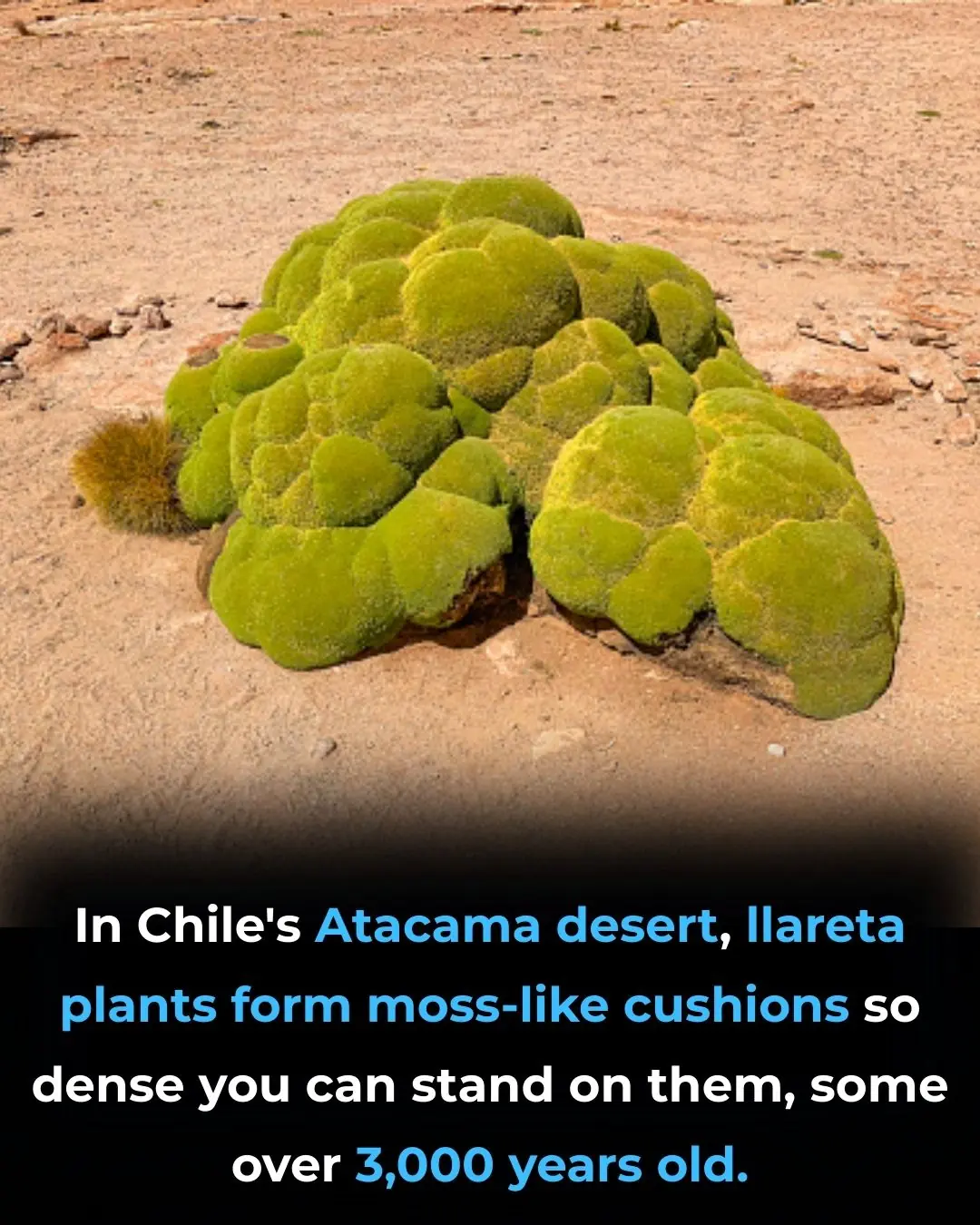 Growing Concerns Over ADHD and Autism in Children: Insights, Challenges, and Evidence-Based Perspectives