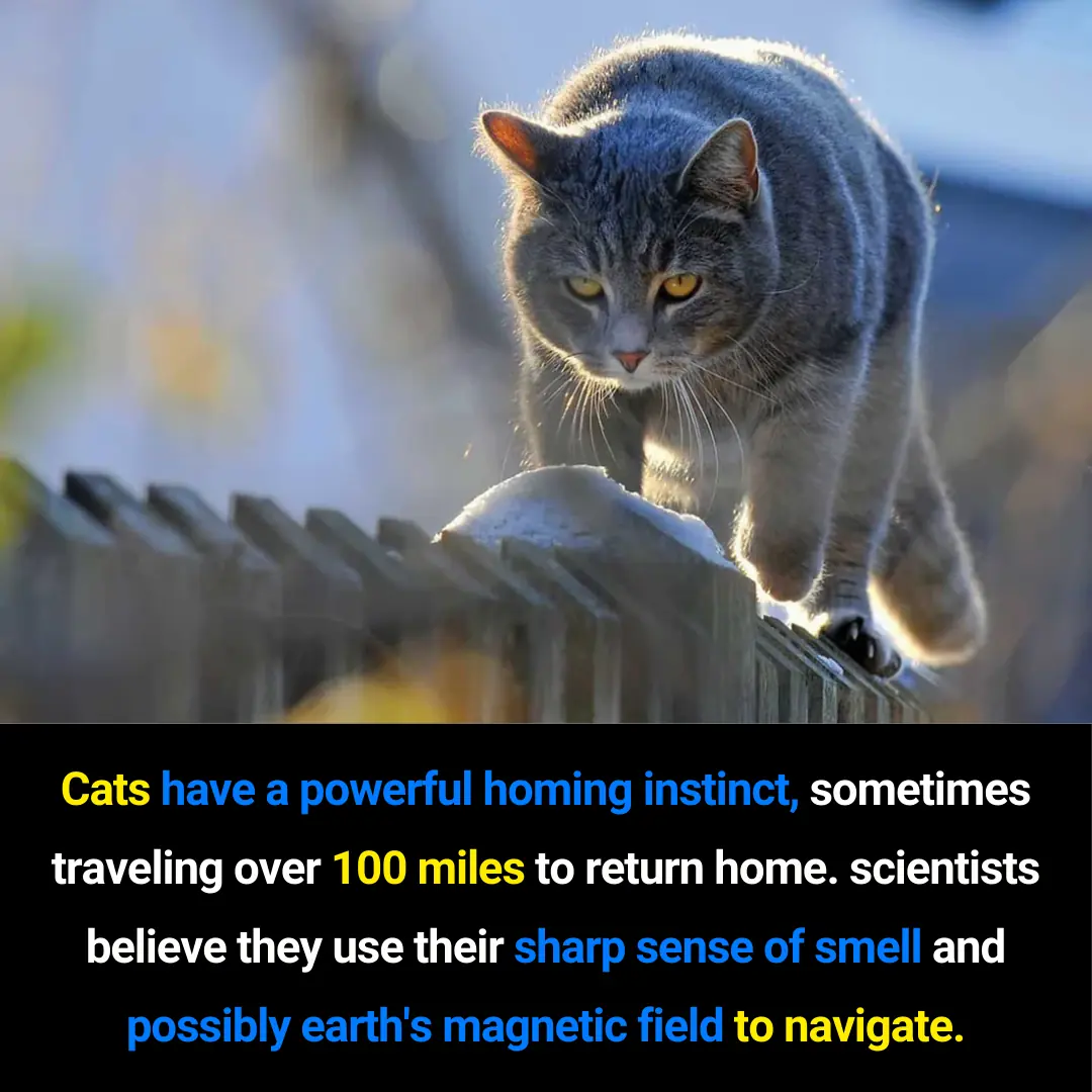 How Cats Use Smell and Earth’s Magnetic Field to Navigate Home Over Long Distances