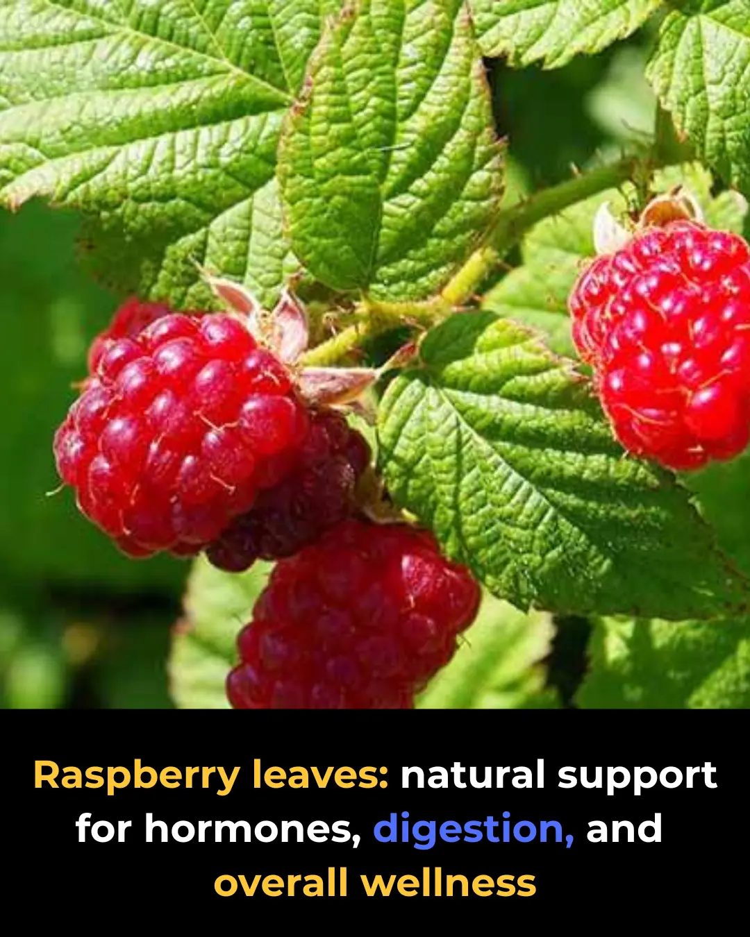 Raspberry Leaf Power: 30 Benefits and How to Use It