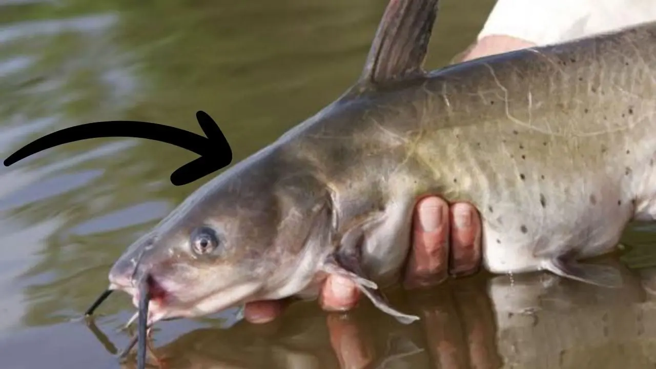 5 types of fish “loaded” with mercury – don’t be tempted even if they are cheap