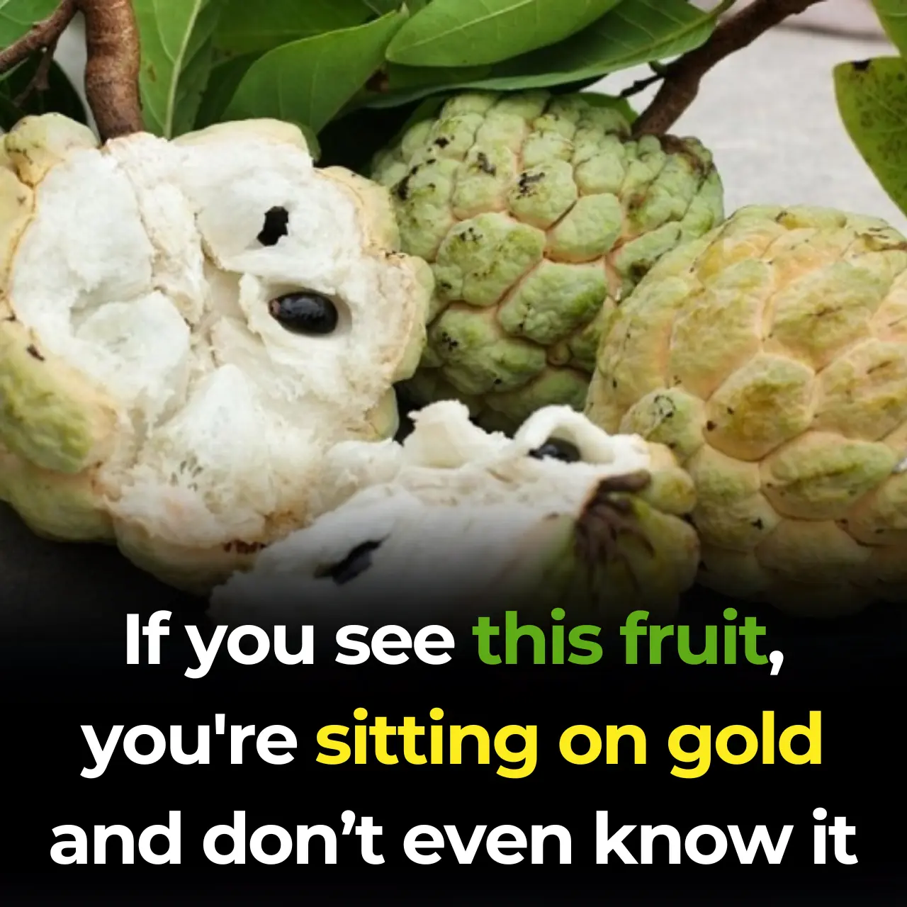 Sugar Apple (Annona squamosa): A Sweet Fruit with Powerful Health Benefits