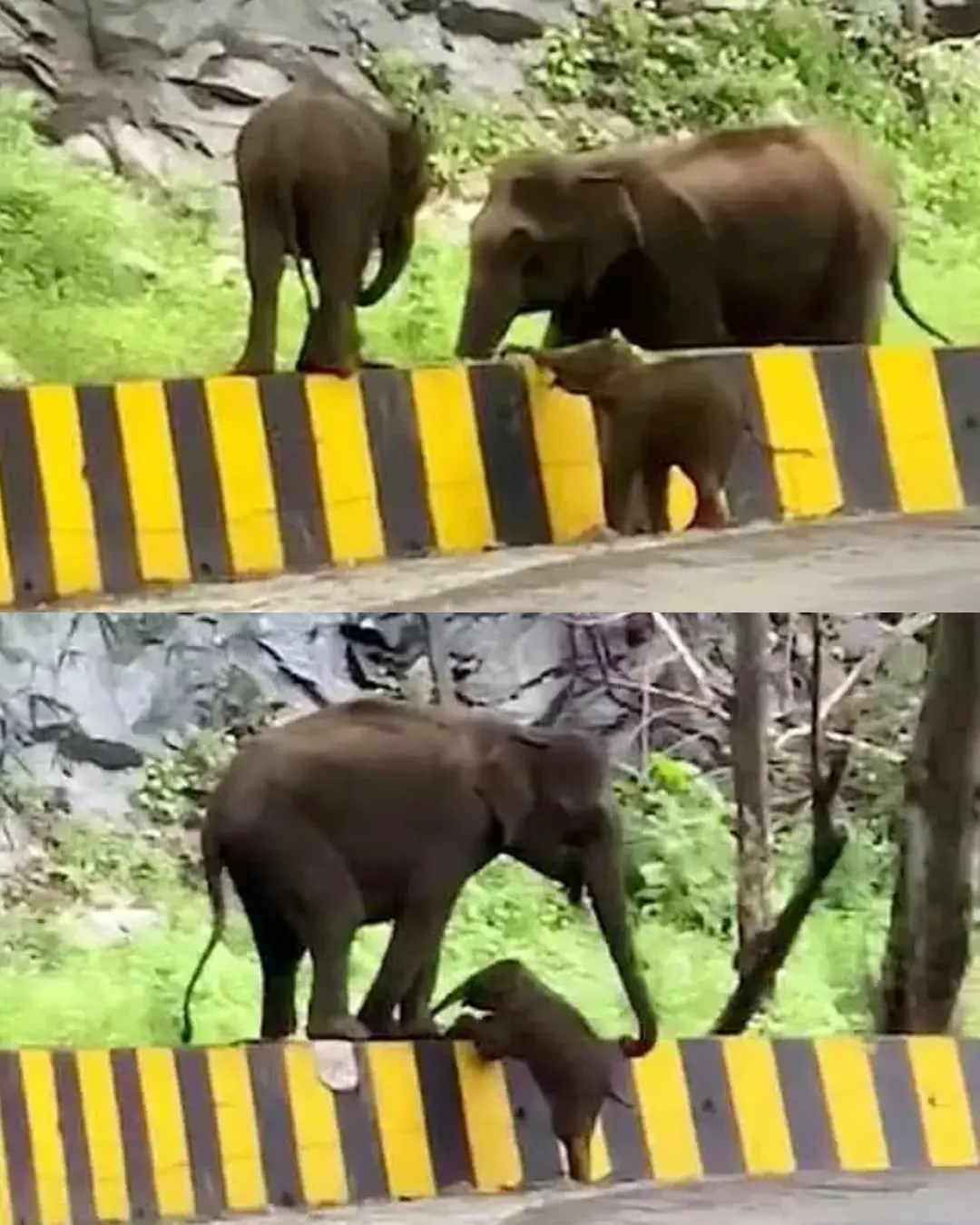 A Mother’s Promise: The Elephant Who Refused to Leave Her Baby Behind.