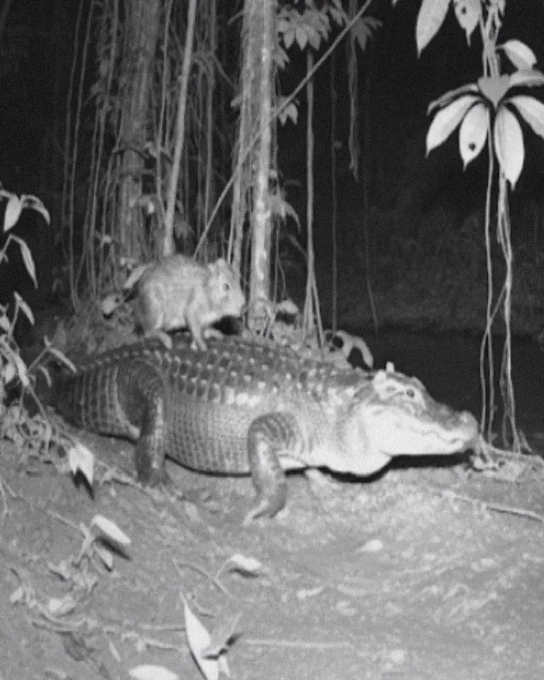 “The Unlikeliest Friendship in the Wild”: The Capybara Who Rode an Alligator.