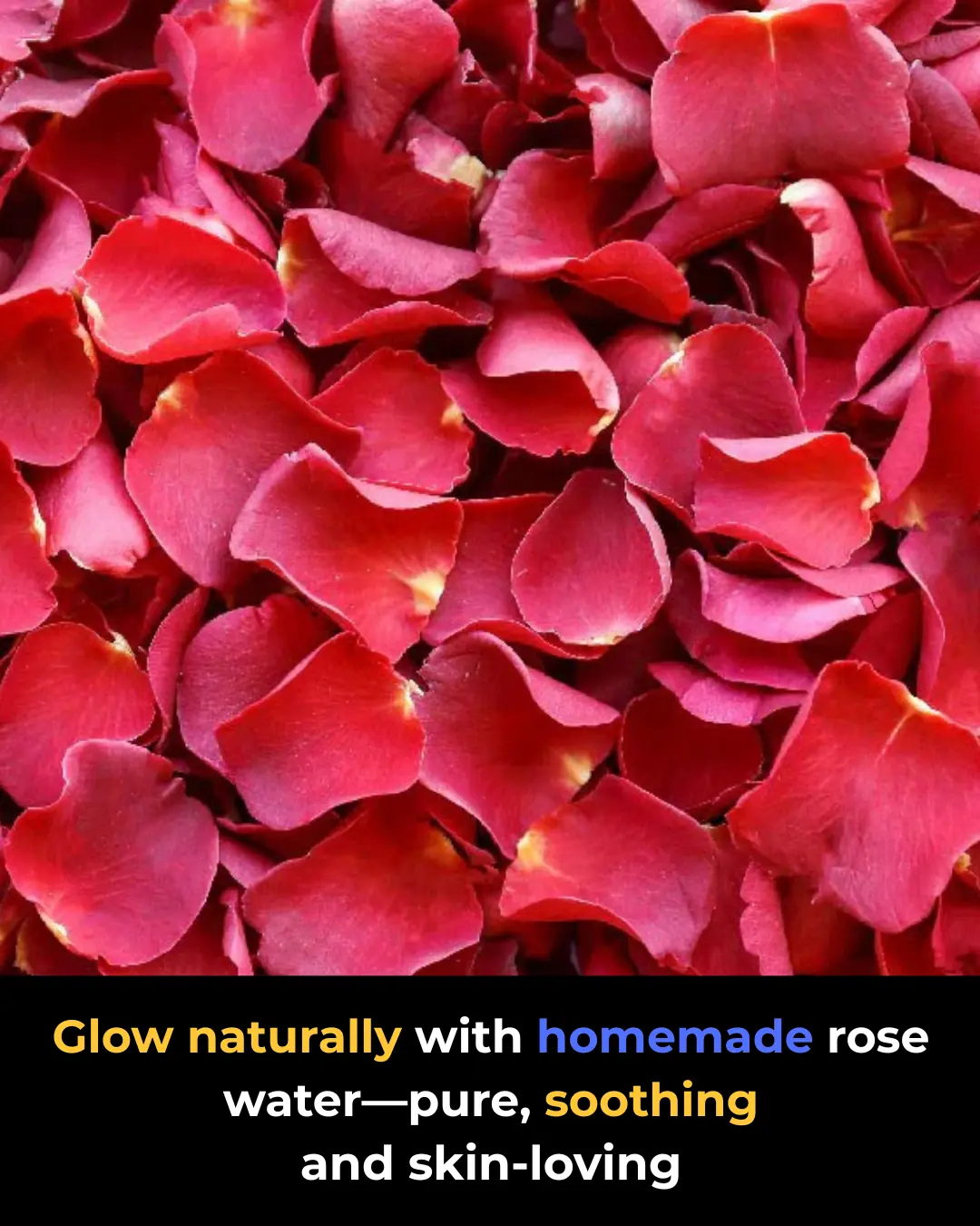 How to Make Rose Water at Home Using Fresh Rose Petals