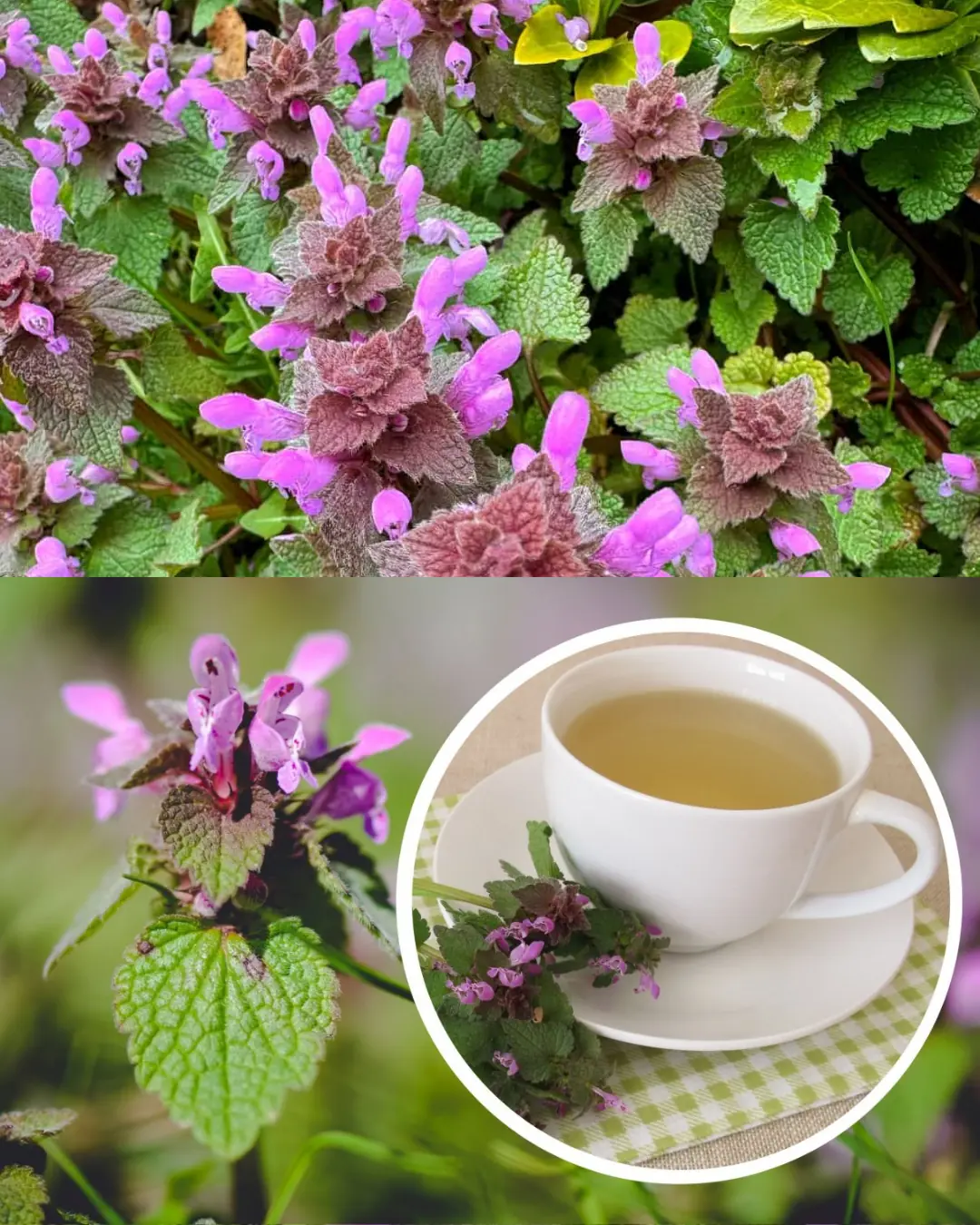 Purple Dead Nettle (Lamium purpureum): A Wild Ally for Circulation and Heart Health